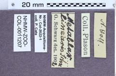 Etiketten zu Paracrepidomenus linearis (NHMW-ZOO-COL-0011207)